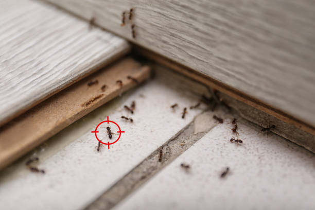 Best Wasp Removal Services  in Mankato, MN