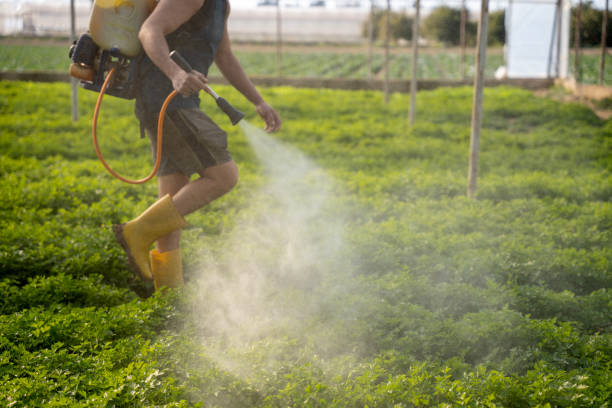 Best Local Pest Control Services  in Mankato, MN