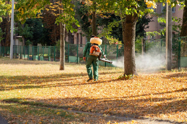 Best Termite Control Services  in Mankato, MN