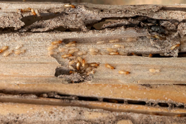 Pest Prevention Services in Mankato, MN