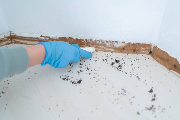 Best Wasp Removal Services  in Mankato, MN